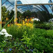 Yew Dell Botanical Garden Announces New Nursery & Greenhouse